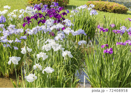 菖蒲　菖蒲田　和風　花菖蒲　爽やか　ショウブ 72408958
