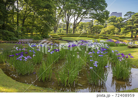 菖蒲　菖蒲田　和風　花菖蒲　爽やか　ショウブ 72408959