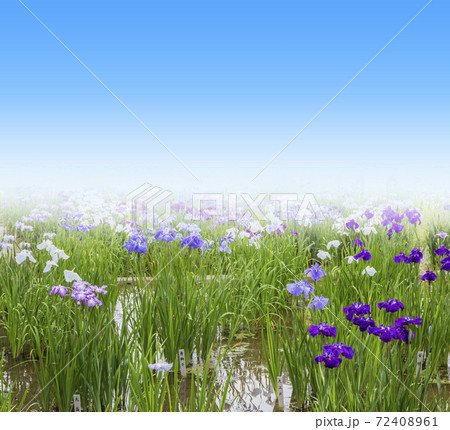 菖蒲　菖蒲田　和風　花菖蒲　爽やか　ショウブ 72408961