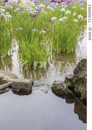 菖蒲　菖蒲田　和風　花菖蒲　爽やか　ショウブ 72408962