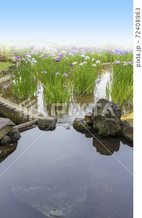 菖蒲　菖蒲田　和風　花菖蒲　爽やか　ショウブ 72408963