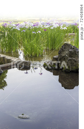 菖蒲　菖蒲田　和風　花菖蒲　爽やか　ショウブ 72408964