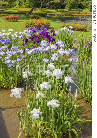 菖蒲　菖蒲田　和風　花菖蒲　爽やか　ショウブ 72408965