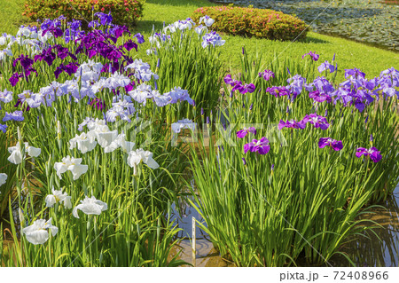 菖蒲　菖蒲田　和風　花菖蒲　爽やか　ショウブ 72408966