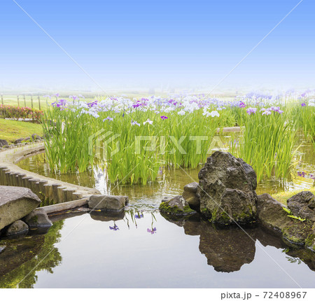 菖蒲　菖蒲田　和風　花菖蒲　爽やか　ショウブ 72408967