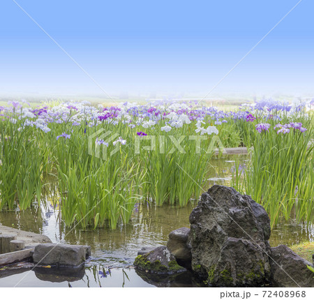 菖蒲　菖蒲田　和風　花菖蒲　爽やか　ショウブ 72408968