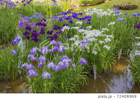 菖蒲　菖蒲田　和風　花菖蒲　爽やか　ショウブ 72408969