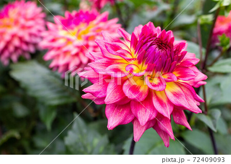 ダリア【品種：令和】 72409093