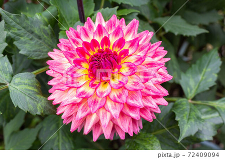 ダリア【品種：令和】 72409094