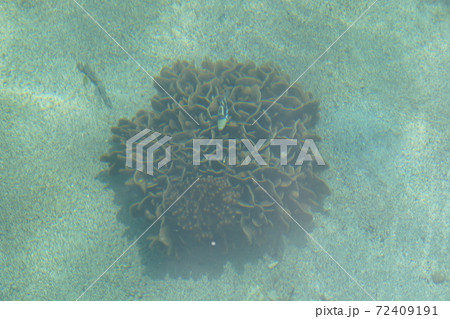 岸壁から肉眼で見る珊瑚と熱帯魚　奄美諸島 加計呂麻島 72409191