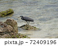 澄んだ海 獲物を探す海鳥 72409196