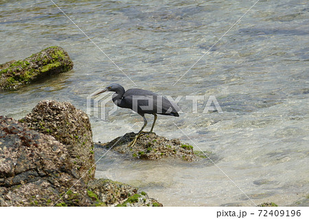 澄んだ海 獲物を探す海鳥 72409196