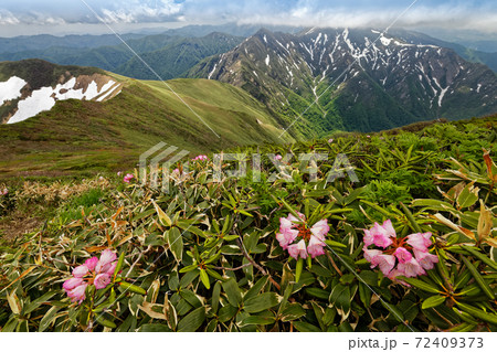 谷川連峰・万太郎山のシャクナゲの花と仙ノ倉山への稜線 72409373