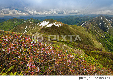 万太郎山のミネザクラの花と残雪の谷川連峰主稜線 万太郎山のミネザクラの花と残雪の谷川連峰主稜線 72409374