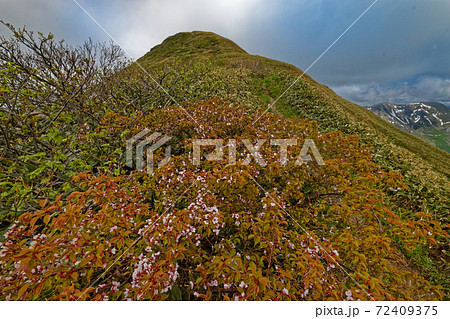 ミネザクラ咲く谷川連峰縦走路と万太郎山 72409375