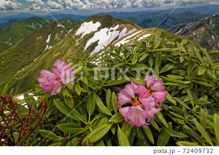 谷川連峰・万太郎山のシャクナゲの花と仙ノ倉山への稜線 谷川連峰・万太郎山のシャクナゲの花と仙ノ倉山への稜線 72409732