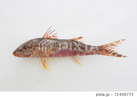 ヒメジ ヒメジ 72409775