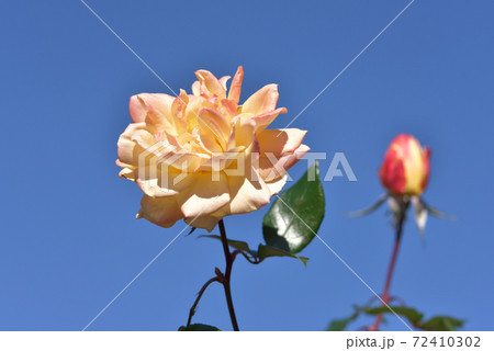 スペクトラ　バラ 72410302