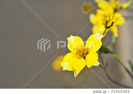 黄色いウインターコスモスの花 黄色いウインターコスモスの花 72410303