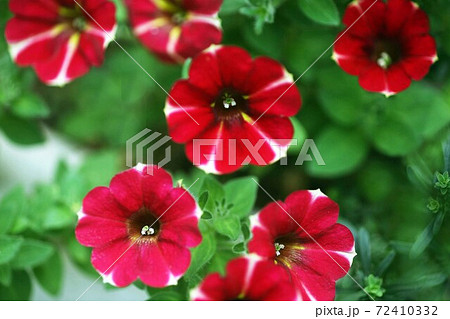 インパチェンス  赤に斑入りの花 72410332