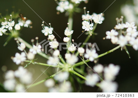 ヤマゼリ 線香花火を思わせるように放射城につく花 ヤマゼリ 線香花火を思わせるように放射城につく花 72410363