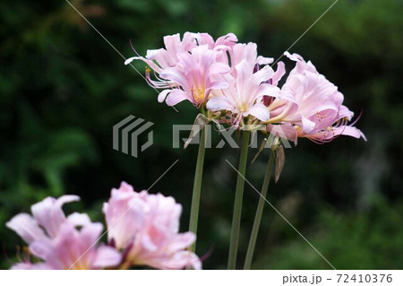 リコリス ピンク色の花 リコリス ピンク色の花 72410376