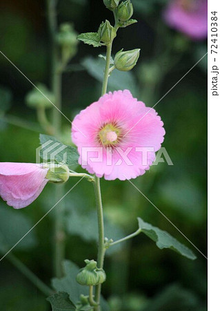 ホリホック　ピンク色の花咲く 72410384