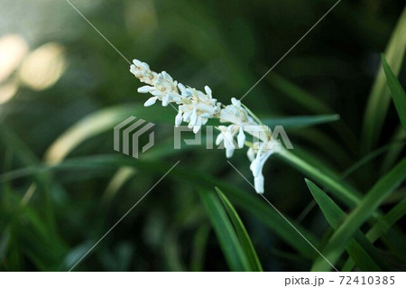 山野草 ノシランの白い花 山野草 ノシランの白い花 72410385