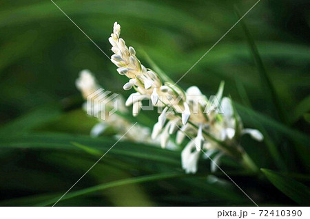 山野草 ノシランの白い花 山野草 ノシランの白い花 72410390