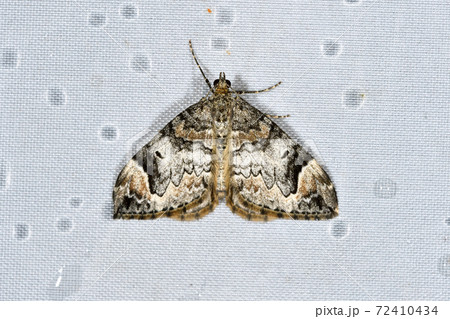 ウスキナカジロナミシャク(北海道・層雲峡) ウスキナカジロナミシャク(北海道・層雲峡) 72410434