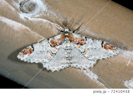 ウスイロオオエダシャク(岡山県・新見市) ウスイロオオエダシャク(岡山県・新見市) 72410438