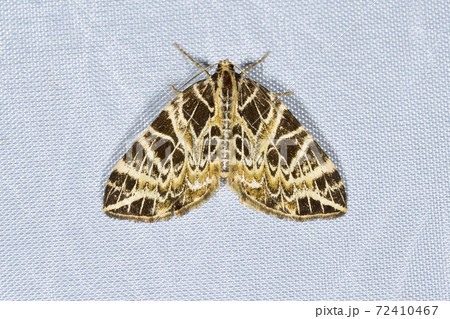 キアミメナミシャク(北海道・層雲峡) キアミメナミシャク(北海道・層雲峡) 72410467