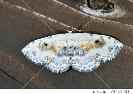 ウンモンオオシロヒメシャク(岡山県・新見市) ウンモンオオシロヒメシャク(岡山県・新見市) 72410483