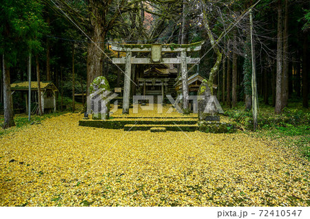 大杉神社の黄葉 72410547