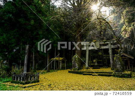 大杉神社の黄葉 72410559