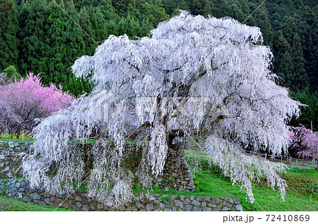 又兵衛桜　奈良県一の桜 72410869