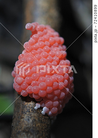 ジャンボタニシの鮮やかなピンク色の卵塊の写真素材