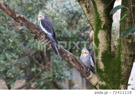 オーストラリアの鳥達 オカメインコ オーストラリアの鳥達 オカメインコ 72411119