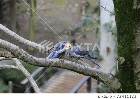 オーストラリアの鳥達 オカメインコ オーストラリアの鳥達 オカメインコ 72411123