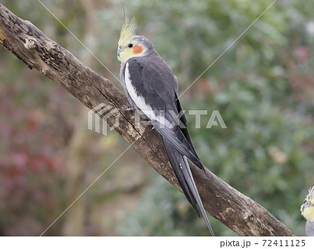 オーストラリアの鳥達　オカメインコ　 72411125