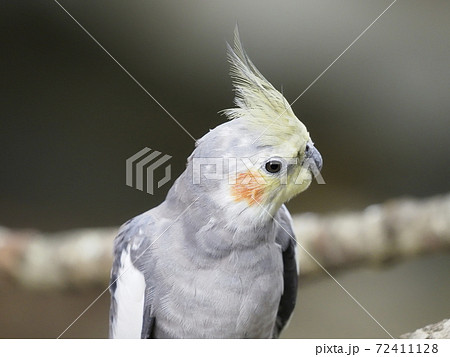オーストラリアの鳥達 オカメインコ オーストラリアの鳥達 オカメインコ 72411128