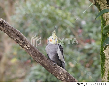 オーストラリアの鳥達　オカメインコ　 72411141