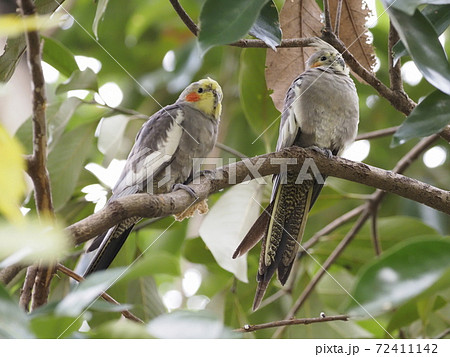 オーストラリアの鳥達　オカメインコ　 72411142