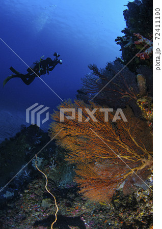 コラールとダイバー 72411190
