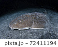 砂地に潜むサメ 砂地に潜むサメ 72411194