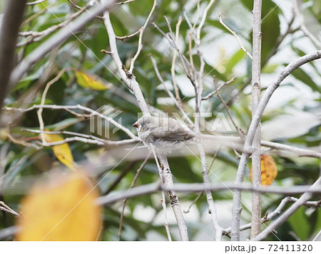 オーストラリアの鳥達　キンカチョウ 72411320