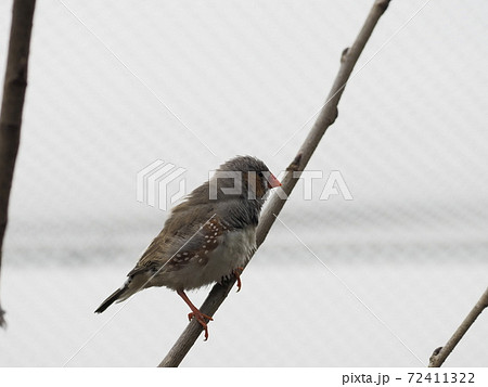 オーストラリアの鳥達　キンカチョウ 72411322