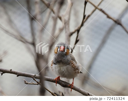 オーストラリアの鳥達　キンカチョウ 72411324