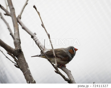 オーストラリアの鳥達　キンカチョウ 72411327