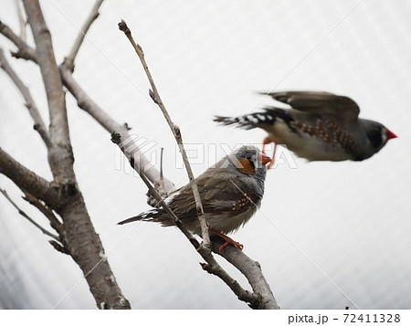 オーストラリアの鳥達 キンカチョウ オーストラリアの鳥達 キンカチョウ 72411328